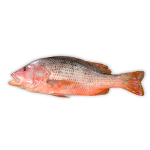 Red Snapper (Heera fish)