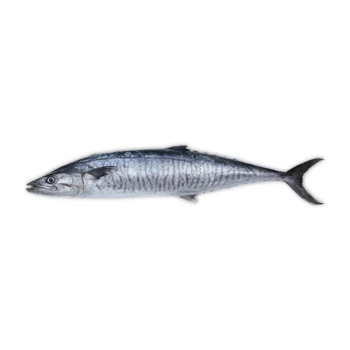 King Fish (Surmai Fish)