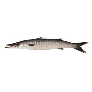 Black Barracuda (Kala Kund fish)