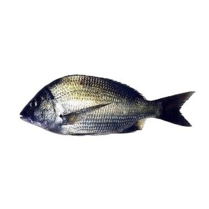 Goldsilk Bream (Kala Dandiya fish)