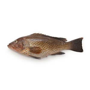 Hamour (Ghissar Fish)