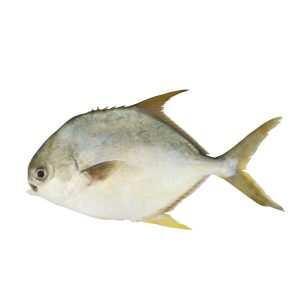 Pompano (Sonaf fish)