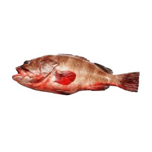 Reef Cod (Daama) Online fish delivery