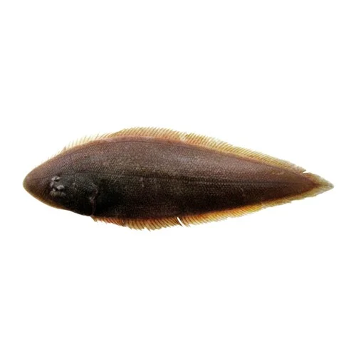 Tongue Fish ( Patti Sole)