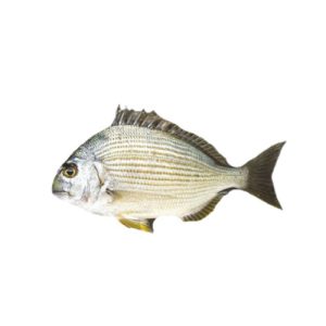 Goldline Bream (Kapartan Fish)