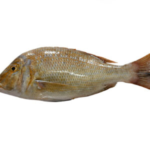 Emperor (Mulla fish)