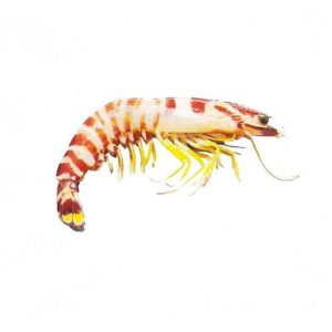 Fresh-Flower-tiger-prawns-ready-for-online-fish-delivery-in-Pakistan