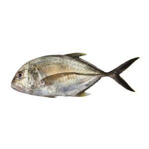 Giant Trevally (Patal fish)