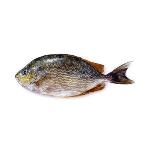 Rabbit Fish (Safi fish)