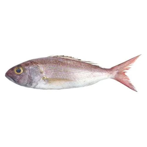 Fresh-Khopra-fish-Crimson-Jobfish- Crimson Jobfish (Khopra FIsh)