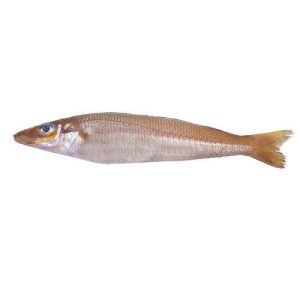 Lady fish (Bhambore fish)