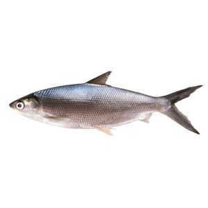 Milk Fish (Sulemani fish)