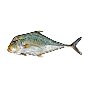 Diamond Trevally (Pattal Fish)