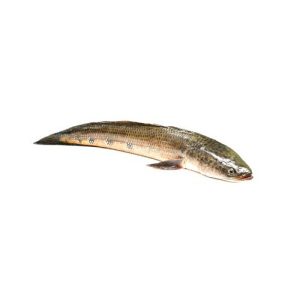 River Sole (Saul fish)