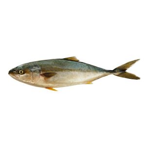 Amberjack (Saafi fish)