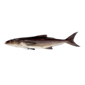 Cobia (Sangra Fish)