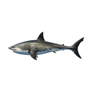 Shark (Mangra Fish)