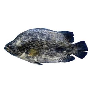 Tripletail (Dai FIsh)