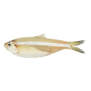 White Sardine (Mittu)
