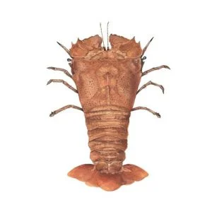 Slipper Lobster (Jungli Kikat)