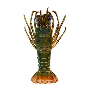 Fresh-and-wild-caught-lobster-ready-for-online-fish-delivery-in-Pakistan