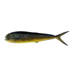 Mahi Mahi (Amloshk fish) for Online fish delivery