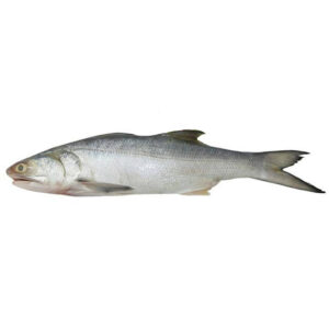 Indian Salmon (Rawans fish)