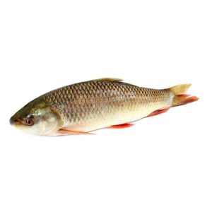 Rahu (Rohu fish)