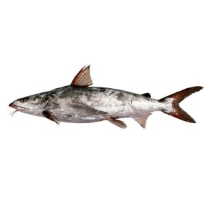Cat Fish (Khagga Fish)