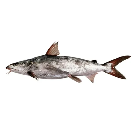 fresh-Sighara-Catfish- Cat Fish (Khagga Fish)