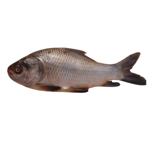 Catla ( Catla fish )