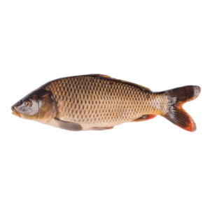 Common Carp (Gulfam fish) Online fish delivery