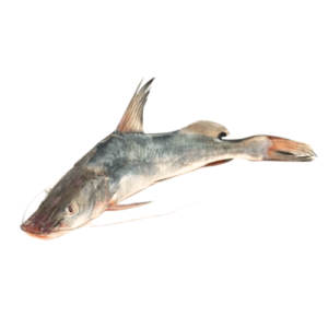 Cat Fish (Singhara)