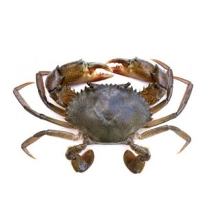 Fresh Mud Crab