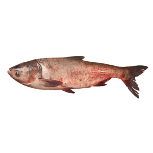 Sliver Carp (Silver) online fish karachi