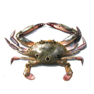 Three Spot Crab (Tikkari)