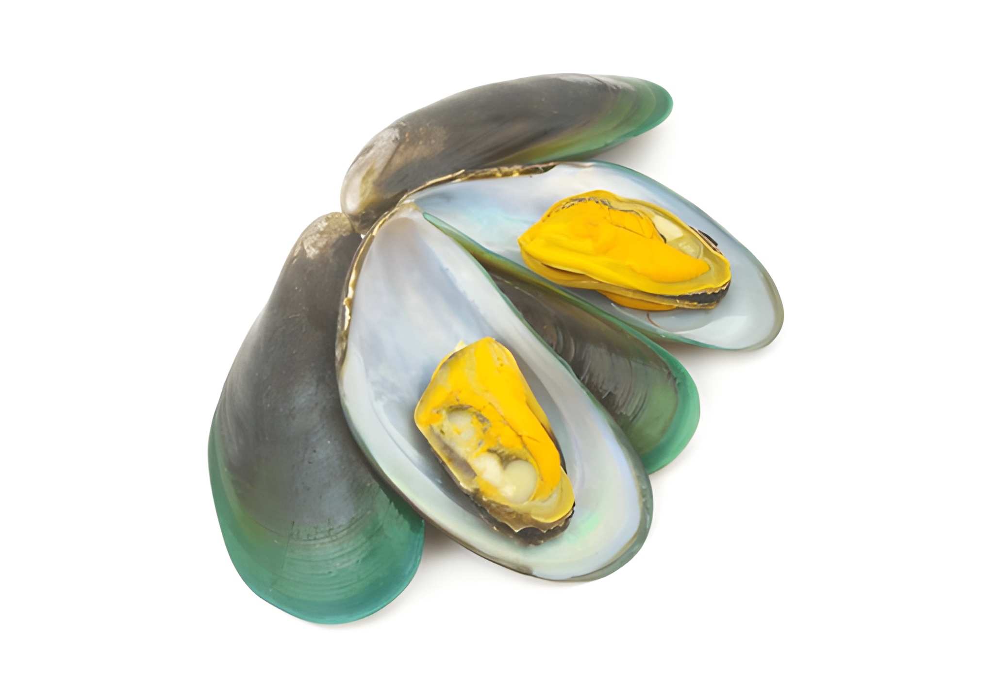 Anbar Fish Karachi Green Mussel Image Green Mussel