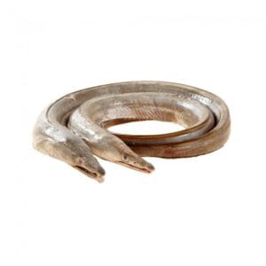 Conger Eel (Baam Fish)