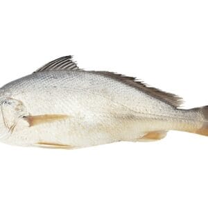 Croaker Fish