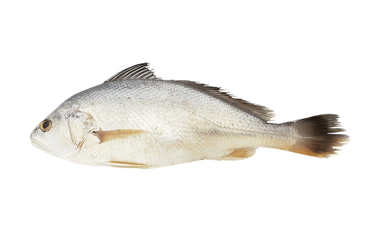 Croaker Croaker Fish